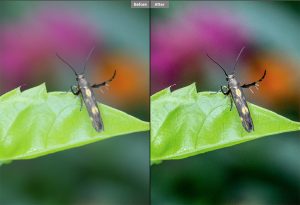 Ảnh trước và saukhi sử dụng Photoshop